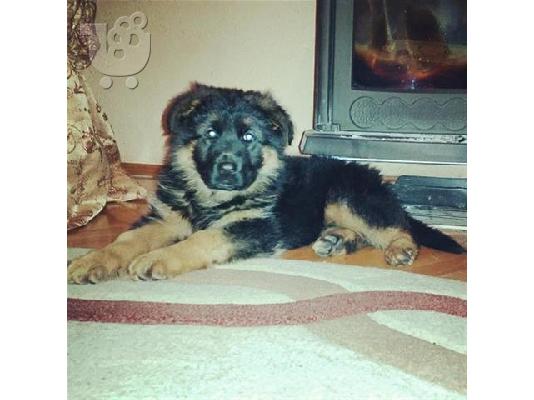 Husky καθαροαιμα και υιγιεστατα κουταβια στις καλυτερες τιμες 6979314054...